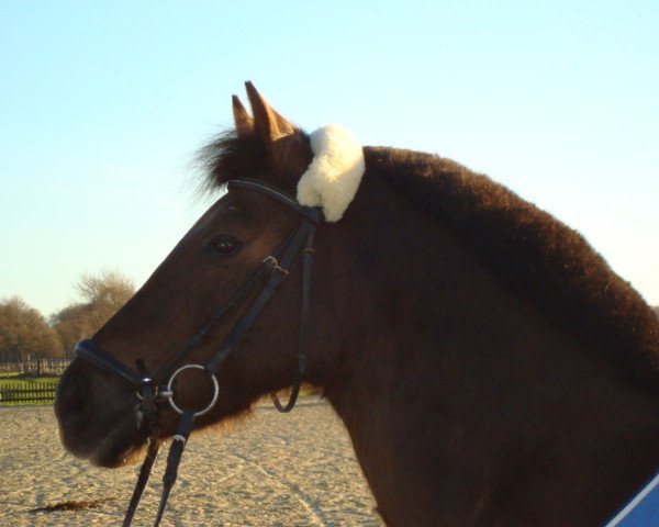 jumper Gipsy 246 (German Riding Pony, 1990)