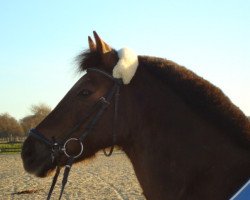 jumper Gipsy 246 (German Riding Pony, 1990)