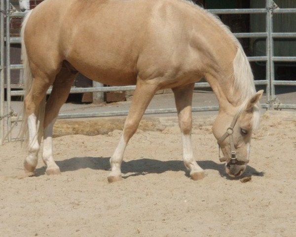 horse Tut Anch Amon (German Riding Pony, 1998, from Top Yellow)