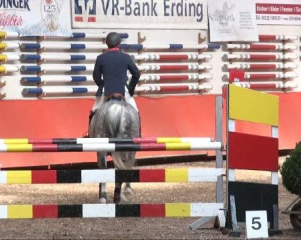 jumper Lamborghini-Lover (Hessian Warmblood, 2000, from Lanero NRW) jumper Lamborghini-Lover (Hessian Warmblood, 2000, from Lanero NRW)