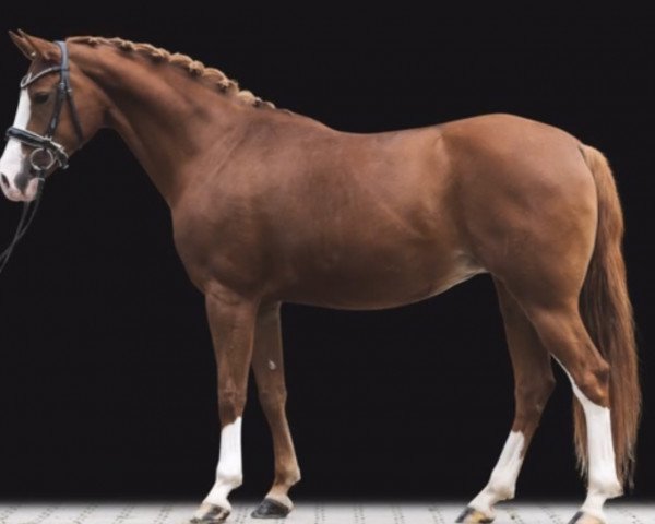 dressage horse Dancing Diva K (German Riding Pony, 2011, from Kassini)
