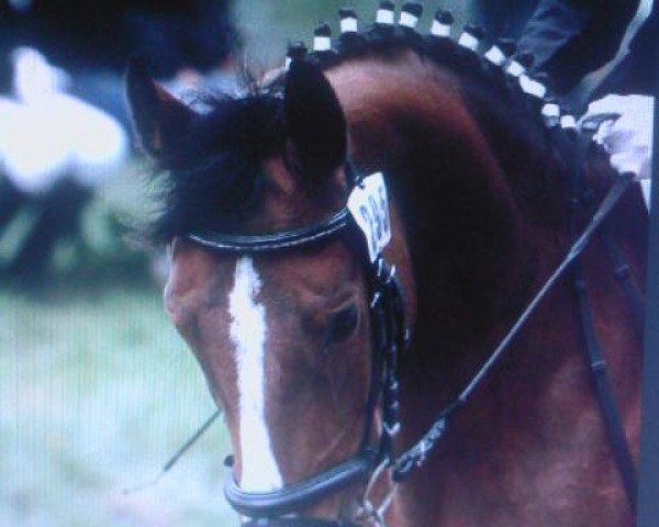 broodmare Zentessa (Saxony-Anhaltiner, 2000, from Zenturio)