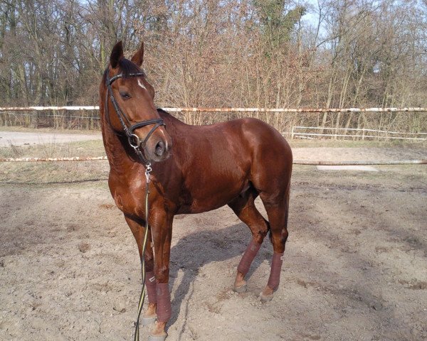 horse Ghazal xx 11 (Thoroughbred, 2000, from Neshad xx)