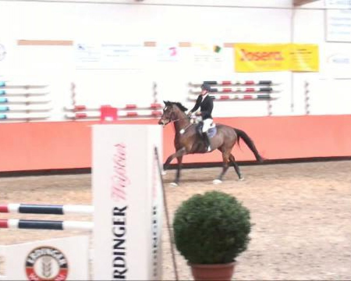 Springpferd Ladys First 2 (Bayer, 2002, von La Piko)