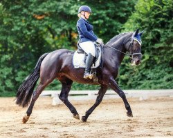 broodmare Hrabina (polish noble half-breed, 2007, from Amigo)