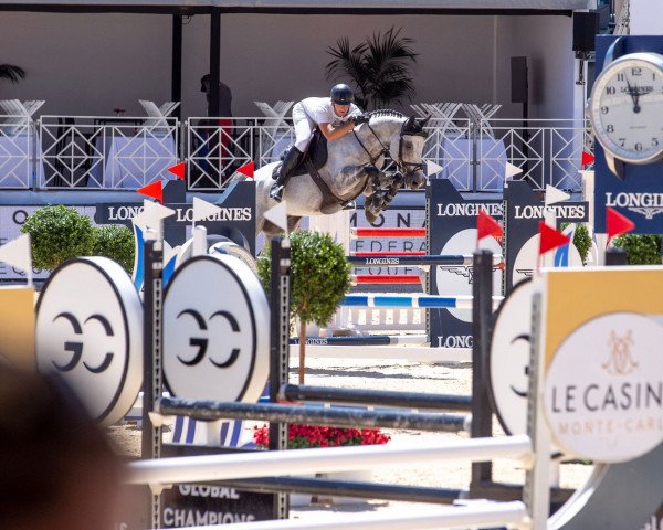Cavallo da salto Cancellara vd Vrombautshoeve Z (Zangersheide Reitpferd, 2012, di VDL Cardento 933)