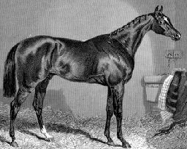 stallion The Baron xx (Thoroughbred, 1842, from Birdcatcher xx) stallion The Baron xx (Thoroughbred, 1842, from Birdcatcher xx)