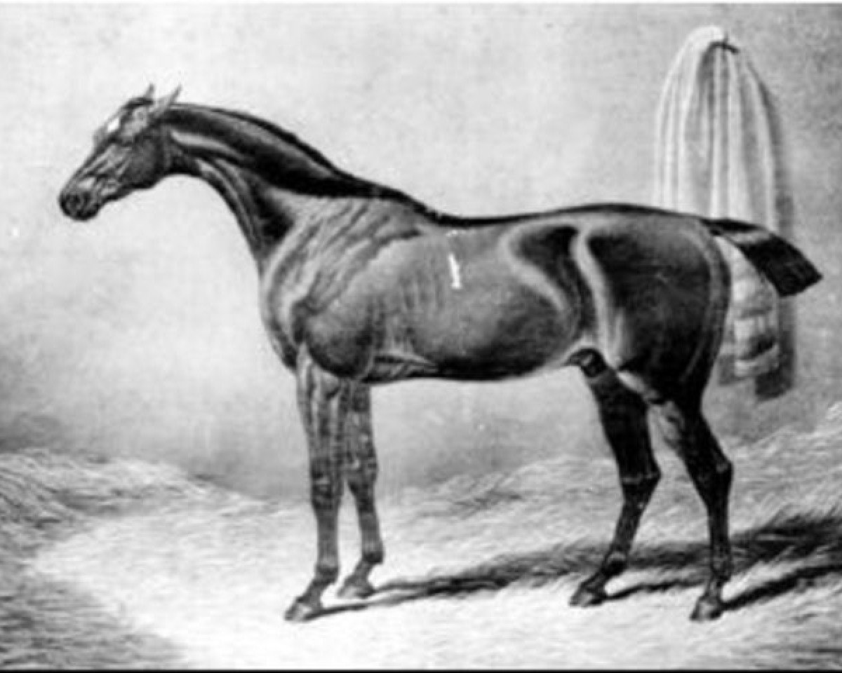 stallion Gohanna xx (Thoroughbred, 1790, from Mercury xx)