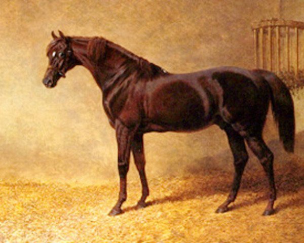 stallion Gladiator xx (Thoroughbred, 1833, from Partisan xx)