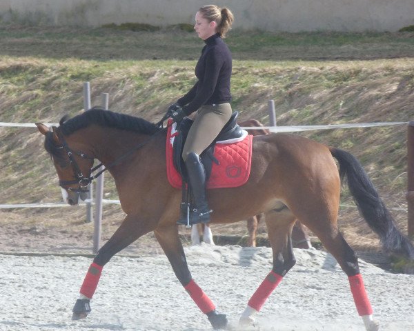 dressage horse Top Napoleon 3 (German Riding Pony, 2005, from Topnatrejo)