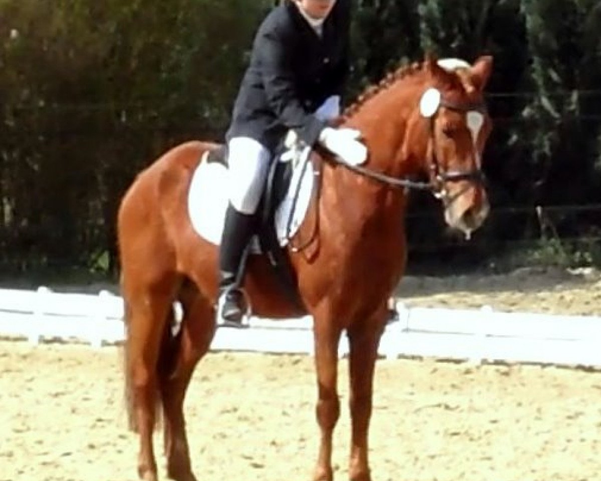 horse Doolittle (German Riding Pony, 2004, from Daydream of Victoria)