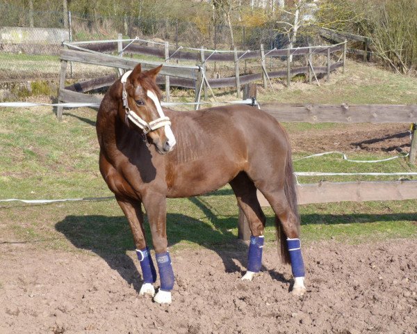 dressage horse Femme de Matcho (Rhinelander, 2004, from Fürst Heinrich) dressage horse Femme de Matcho (Rhinelander, 2004, from Fürst Heinrich)