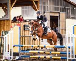 jumper Oniek (German Riding Pony, 2011, from Okay Big Bambu)