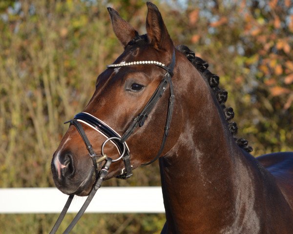 horse Mufasa FB (Westphalian, 2019, from Mykonos)