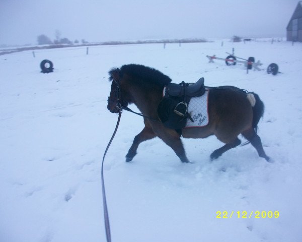 Dressurpferd Admiral Fire (Bayer, 2005, von Acordelli)