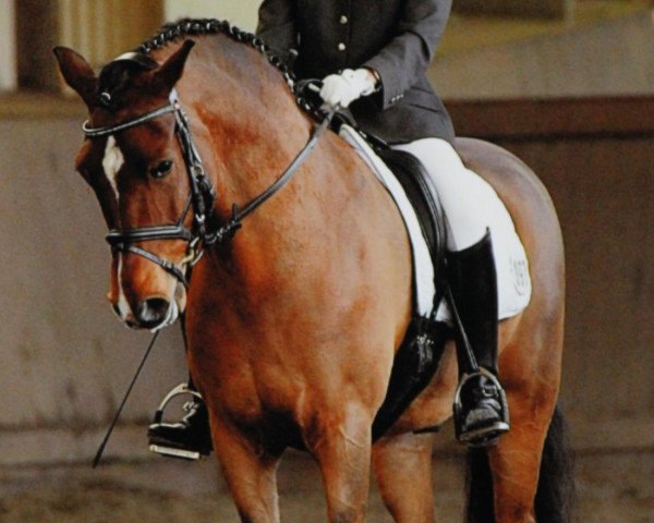 dressage horse Leonardo 474 (New Forest Pony, 1998, from Lightning Oak)
