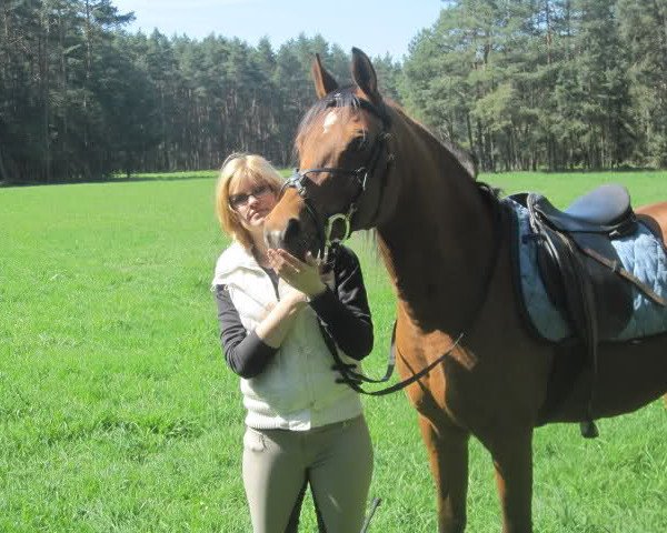 horse Molibden ox (Arabian purebred, 1994, from Balaton 1982 ox)