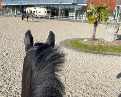 Springpferd C'Est Ma Vie 2 (Oldenburger Springpferd, 2017, von Christian 25)