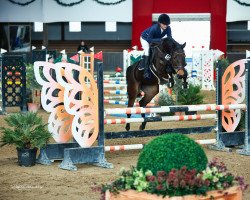 jumper Mellow 7 (anglo european sporthorse, 2017, from Humberto Ask)
