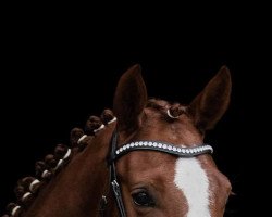 dressage horse Denver 268 (Oldenburg, 2017, from Damon)