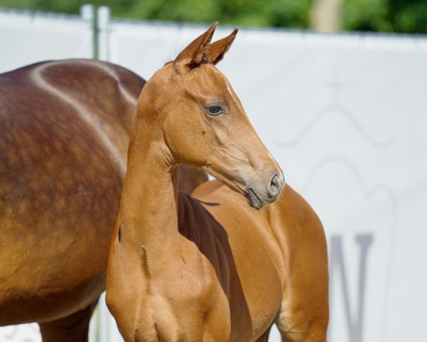 horse Vanilla Prince (Westphalian, 2022, from Vincent)
