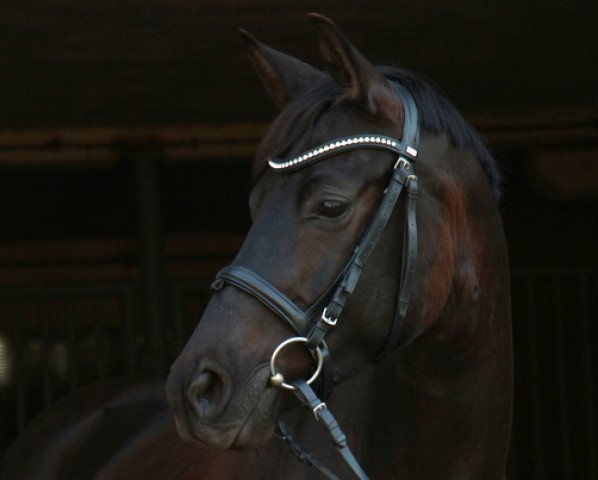 horse Aristokrat 47 (Trakehner, 2007, from Heops)