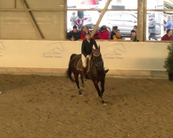 Reitturnier Henau 2022