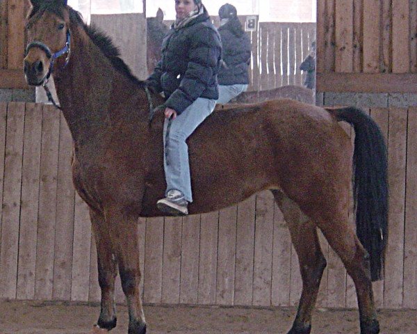 horse Lacar (Bavarian, 1993, from Lasandro) horse Lacar (Bavarian, 1993, from Lasandro)