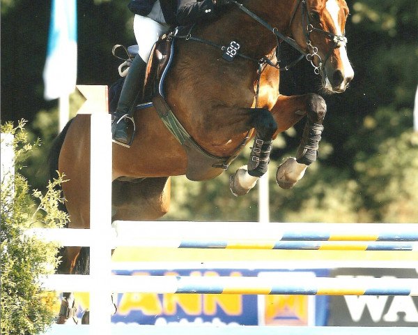 Springpferd D'Artagnon 25 (KWPN (Niederländisches Warmblut), 1990, von Dublin) Springpferd D'Artagnon 25 (KWPN (Niederländisches Warmblut), 1990, von Dublin)