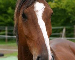dressage horse Paul (Westphalian, 2004, from Pascavello)