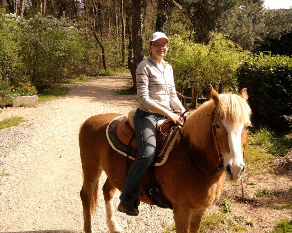 dressage horse Eddy (Haflinger, 1998)