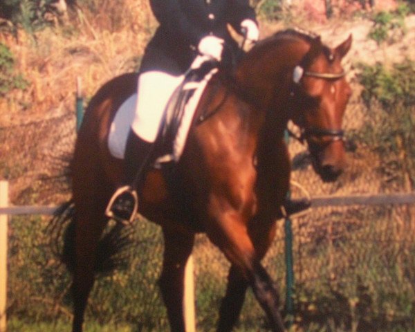 horse Gran Luciano (Hanoverian,  , from Grannox)