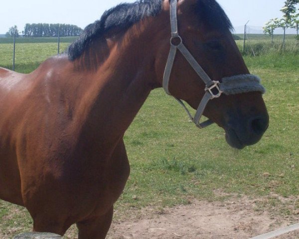 jumper Coco 151 (Westphalian, 2002, from Cordobes I)