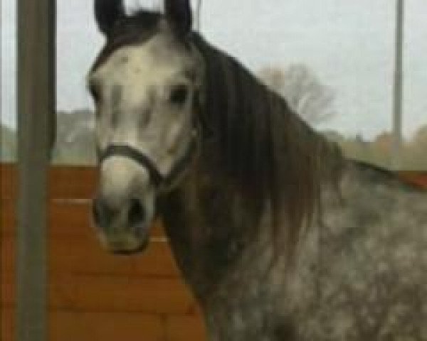 Kůň Shadow (Wielkopolski, 2005, od Ramiro) - Sommer 2010