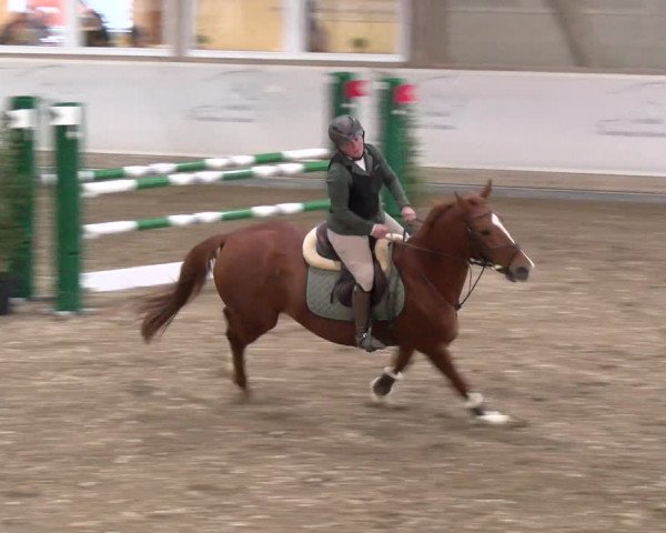 Reitturnier Henau 2022