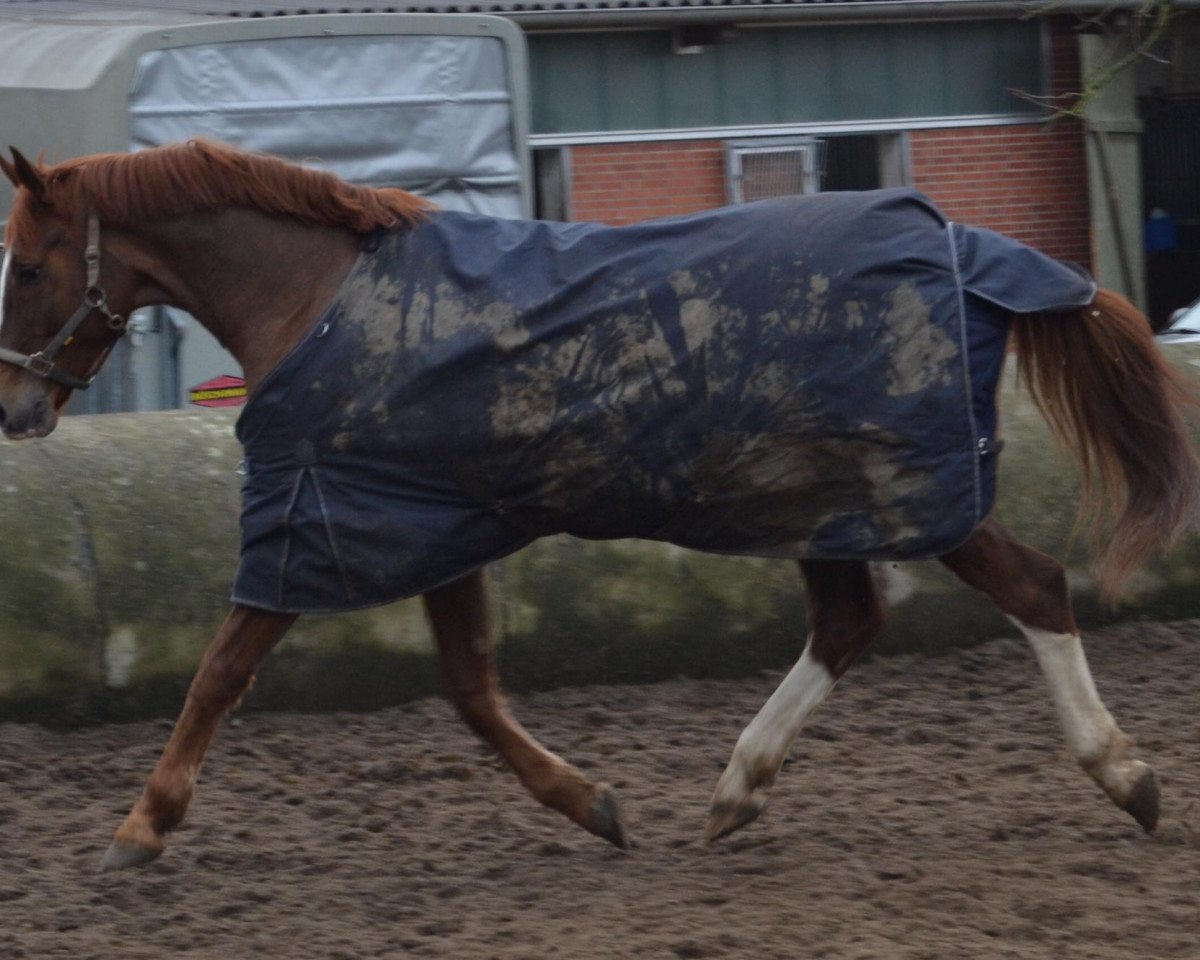 jumper Breakdancer AMB (Hanoverian, 2004, from Buddenbrock)