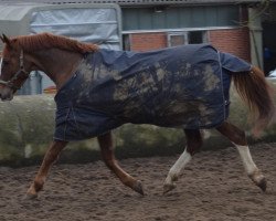 jumper Breakdancer AMB (Hanoverian, 2004, from Buddenbrock)