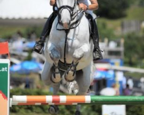 Cavallo da salto Cantaro G (Bavarese, 2000, di Country Cross)