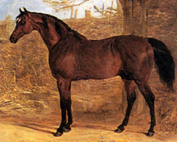 Deckhengst Whisker xx (Englisches Vollblut, 1812, von Waxy xx) Deckhengst Whisker xx (Englisches Vollblut, 1812, von Waxy xx)
