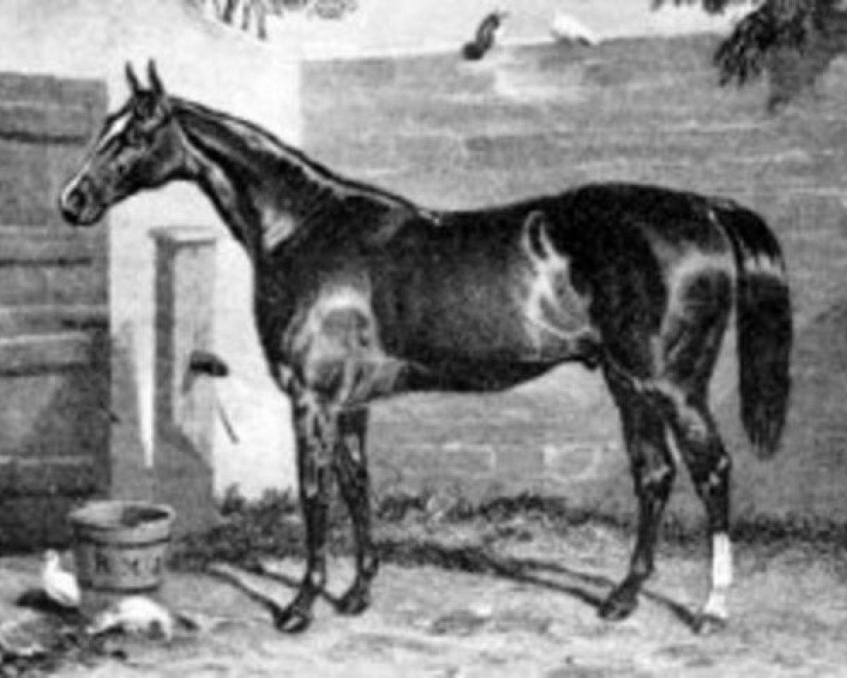 Deckhengst Birdcatcher xx (Englisches Vollblut, 1833, von Sir Hercules xx)