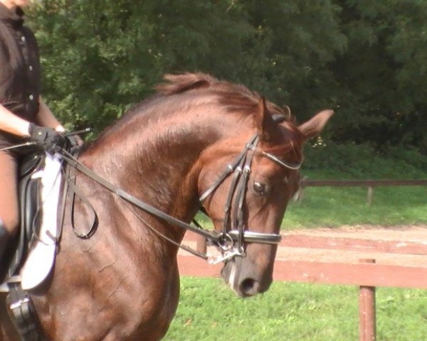 horse Rio Grande M3 (Hessian Warmblood, 1995, from Rubinstein I)