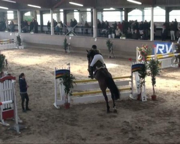 jumper Amigo (Westphalian, 1999, from Alvaretto)