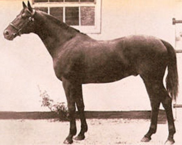 Deckhengst Dark Ronald xx (Englisches Vollblut, 1905, von Bay Ronald xx) Deckhengst Dark Ronald xx (Englisches Vollblut, 1905, von Bay Ronald xx)