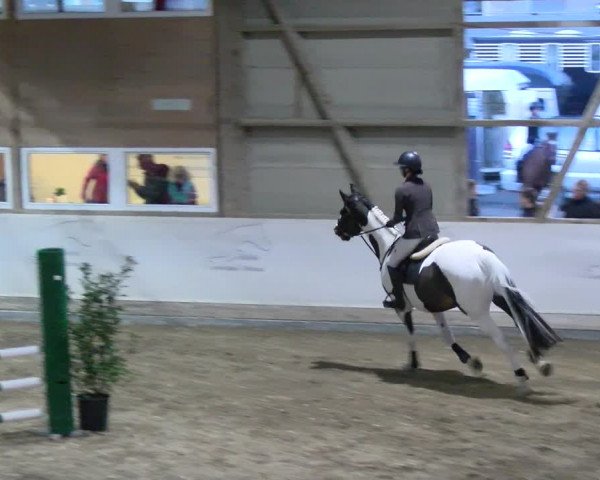 Reitturnier Henau 2022