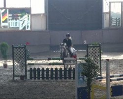 jumper Simba 105 (German Riding Pony, 2001, from Poldy)