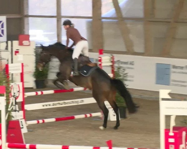 Reitturnier Henau 2022