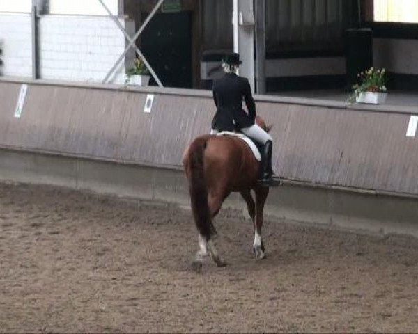 dressage horse Dream Damon Hill (Westphalian, 2004, from Damon Hill)