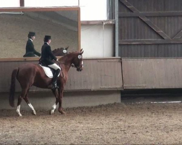 dressage horse Mephisto le Rouge (Westphalian, 2003)