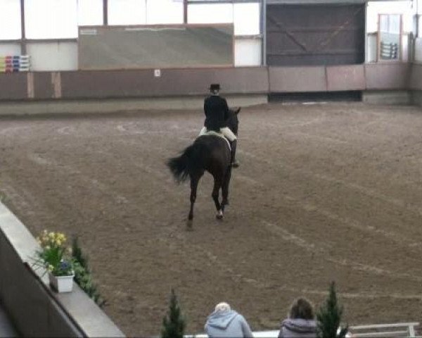 dressage horse Rocky Raccoon (Holsteiner, 1999, from Rocadero)