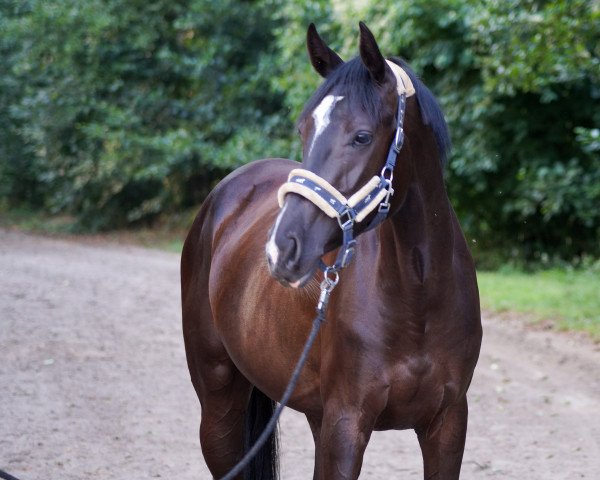 Pferd Devaki M (Hannoveraner, 2017, von Diacontinus)